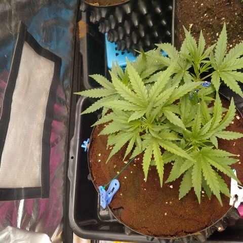 Mandarin Zkitt No.2 growlog timeline photo