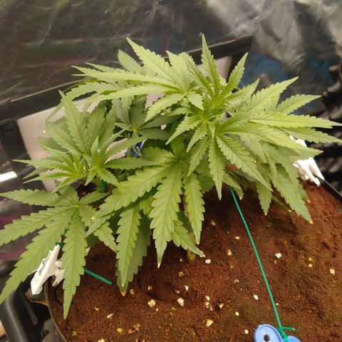 Mandarin Zkitt No.2 growlog timeline photo