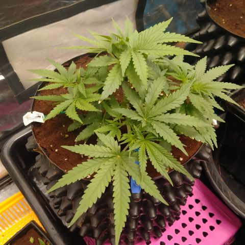 Mandarin Zkitt No.2 growlog timeline photo