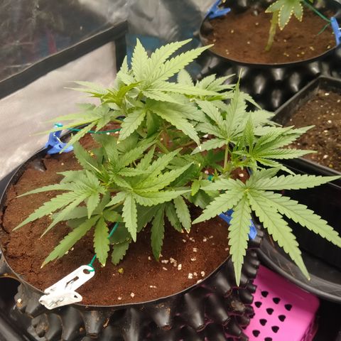 Mandarin Zkitt No.2 growlog timeline photo