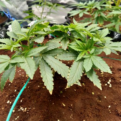 Mandarin Zkitt No.1 growlog timeline photo