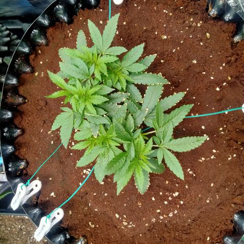 Mandarin Zkitt No.1 growlog timeline photo