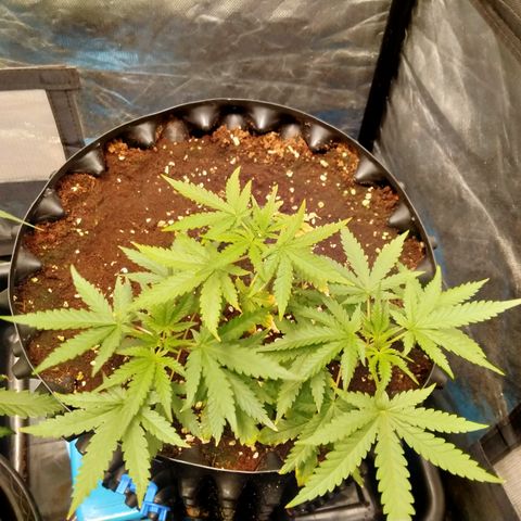 Gorilla Glue Auto No.1 growlog timeline photo