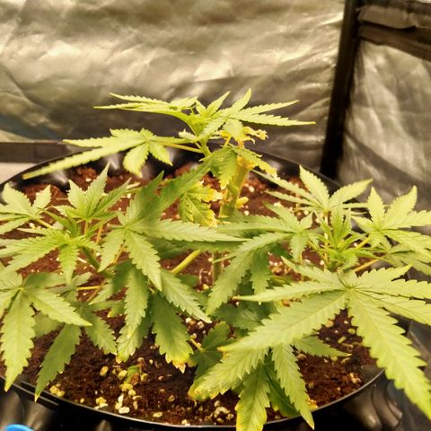 Gorilla Glue Auto No.1 growlog timeline photo