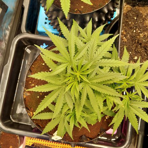 Mandarin Zkitt No.2 growlog timeline photo