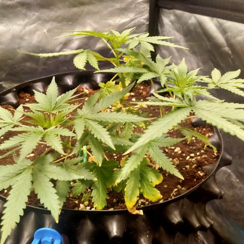 Gorilla Glue Auto No.1 growlog timeline photo