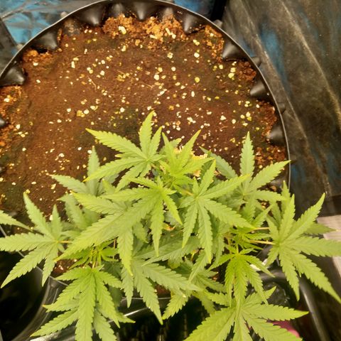 Gorilla Glue Auto No.1 growlog timeline photo
