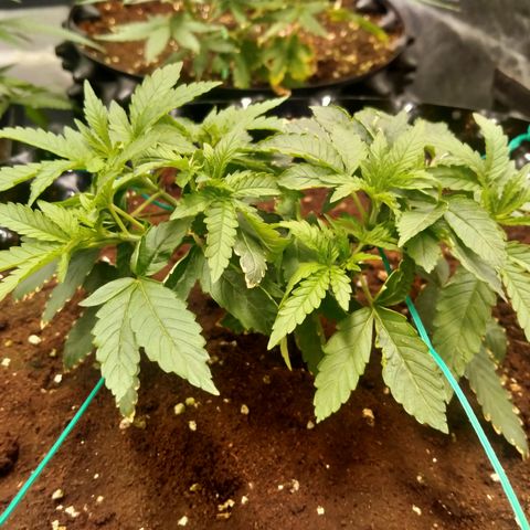 Mandarin Zkitt No.1 growlog timeline photo
