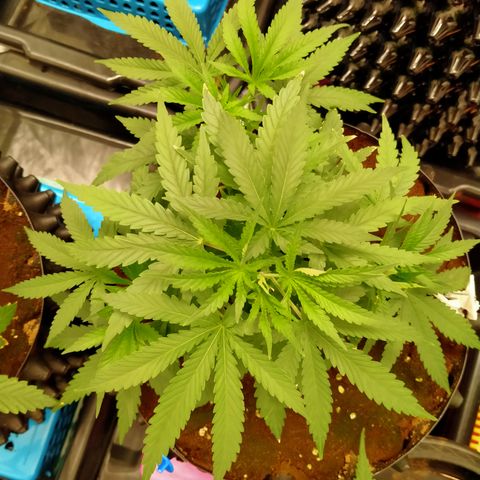 Mandarin Zkitt No.2 growlog timeline photo