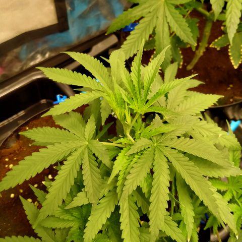 Mandarin Zkitt No.2 growlog timeline photo
