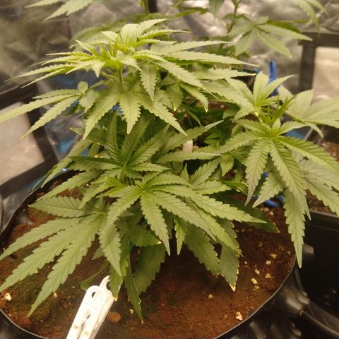 Mandarin Zkitt No.2 growlog timeline photo