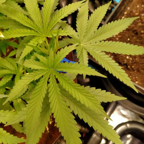 Mandarin Zkitt No.2 growlog timeline photo