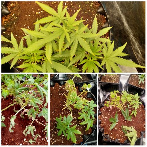Gorilla Glue Auto No.1 growlog timeline photo
