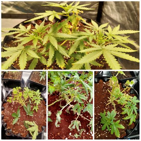 Gorilla Glue Auto No.1 growlog timeline photo