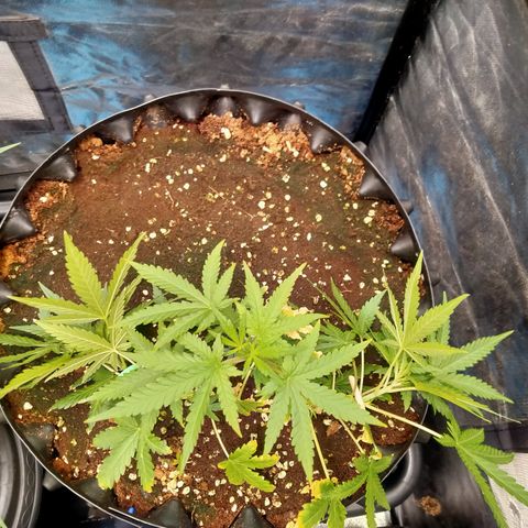 Gorilla Glue Auto No.1 growlog timeline photo