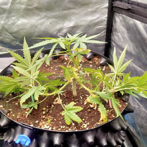 Gorilla Glue Auto No.1 growlog timeline photo
