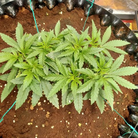 Mandarin Zkitt No.1 growlog timeline photo