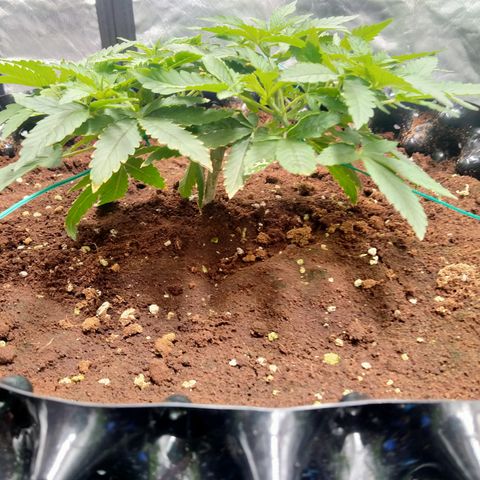 Mandarin Zkitt No.1 growlog timeline photo