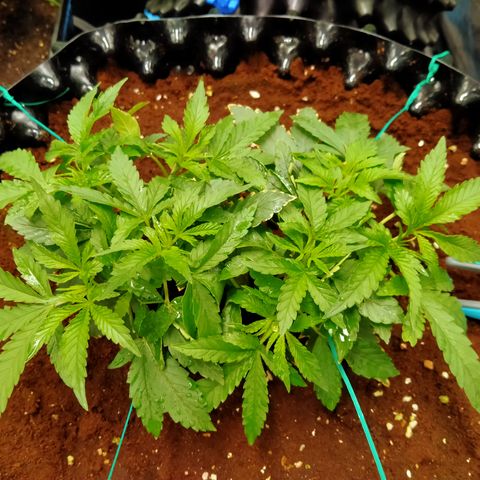 Mandarin Zkitt No.1 growlog timeline photo