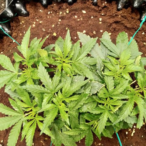 Mandarin Zkitt No.1 growlog timeline photo