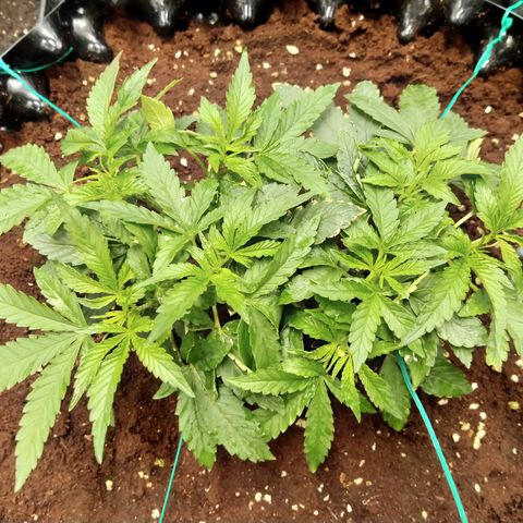 Mandarin Zkitt No.1 growlog timeline photo
