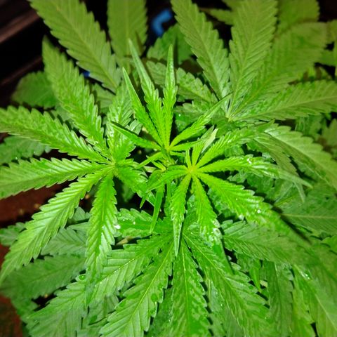 Mandarin Zkitt No.2 growlog timeline photo