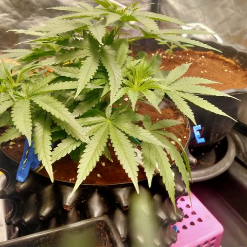 Mandarin Zkitt No.2 growlog timeline photo