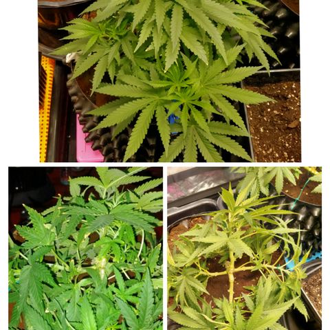 Mandarin Zkitt No.2 growlog timeline photo