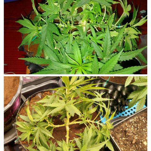 Mandarin Zkitt No.2 growlog timeline photo