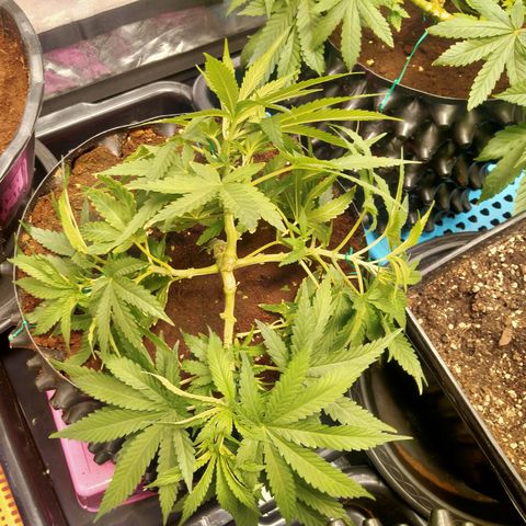 Mandarin Zkitt No.2 growlog timeline photo