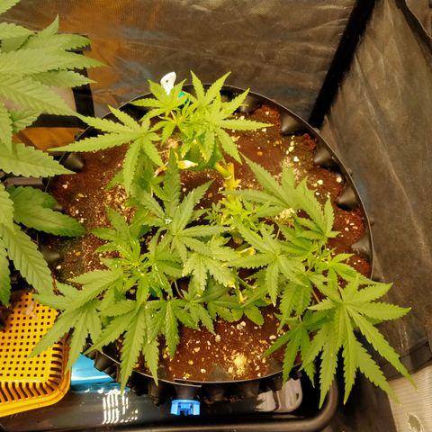 Gorilla Glue Auto No.1 growlog timeline photo