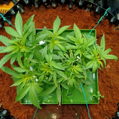 Mandarin Zkitt No.1 growlog timeline photo