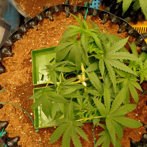 Mandarin Zkitt No.2 growlog timeline photo