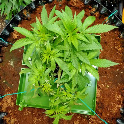 Mandarin Zkitt No.1 growlog timeline photo
