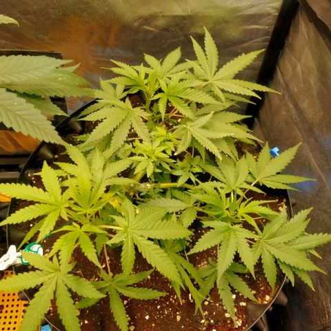 Gorilla Glue Auto No.1 growlog timeline photo