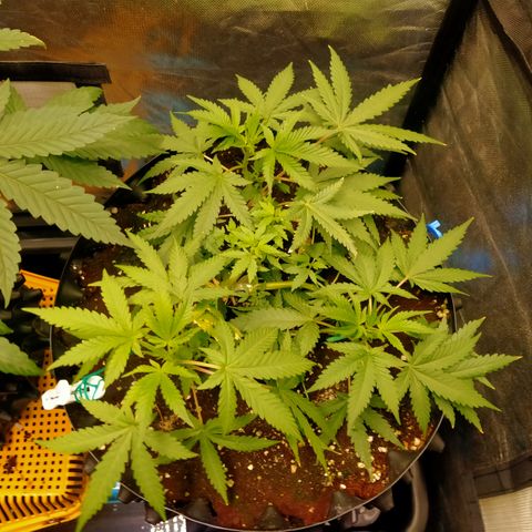 Gorilla Glue Auto No.1 growlog timeline photo