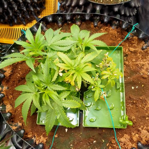 Mandarin Zkitt No.1 growlog timeline photo