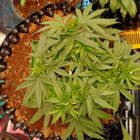 Mandarin Zkitt No.2 growlog timeline photo