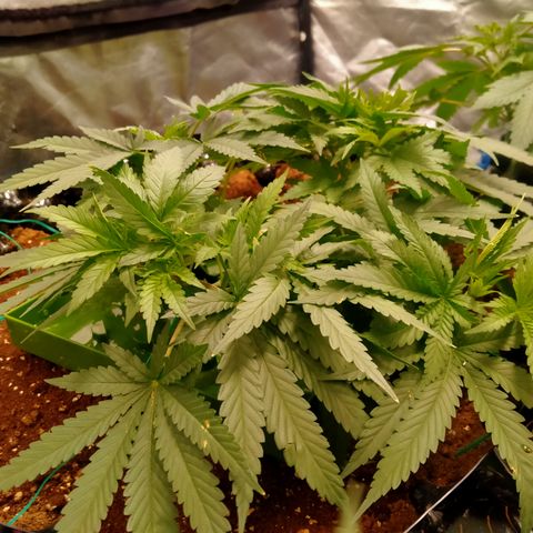 Mandarin Zkitt No.2 growlog timeline photo