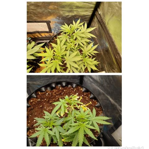 Gorilla Glue Auto No.1 growlog timeline photo
