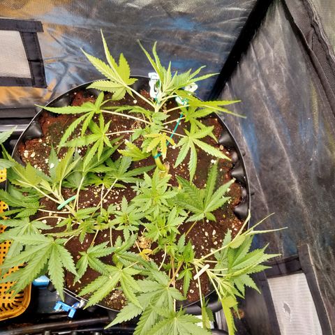 Gorilla Glue Auto No.1 growlog timeline photo