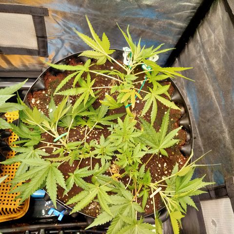 Gorilla Glue Auto No.1 growlog timeline photo