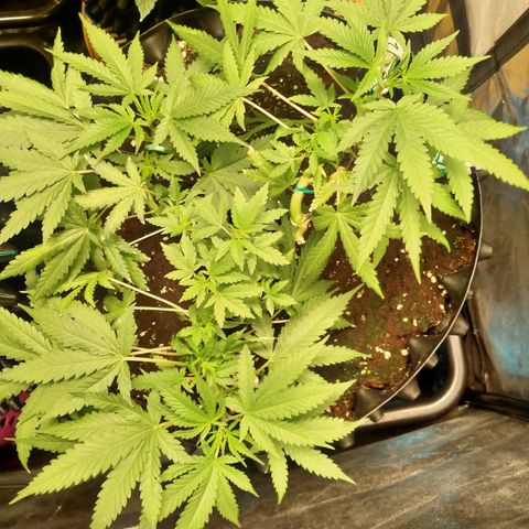 Gorilla Glue Auto No.1 growlog timeline photo