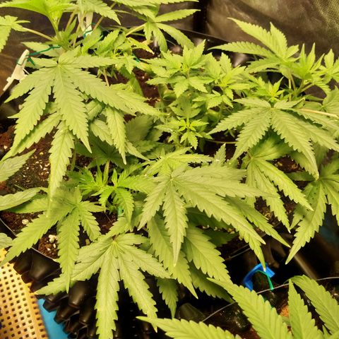 Gorilla Glue Auto No.1 growlog timeline photo