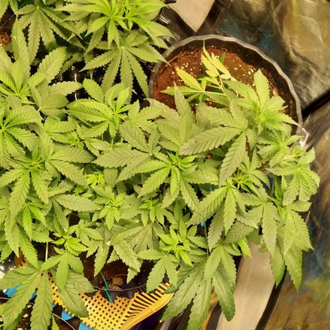 Gorilla Glue Auto No.1 growlog timeline photo