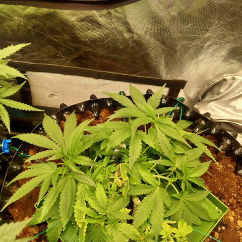 Mandarin Zkitt No.1 growlog timeline photo