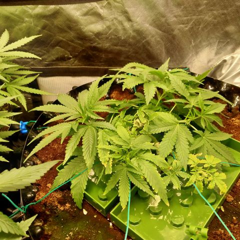 Mandarin Zkitt No.1 growlog timeline photo