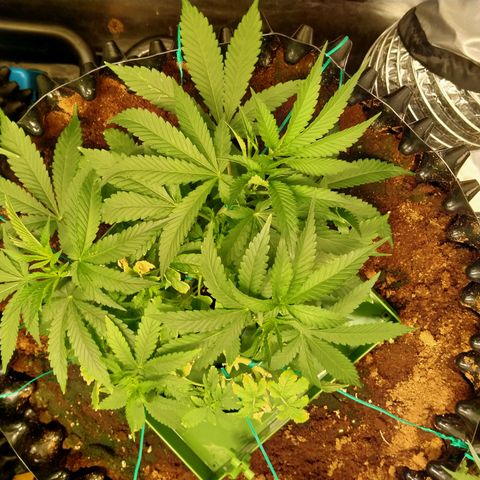 Mandarin Zkitt No.1 growlog timeline photo