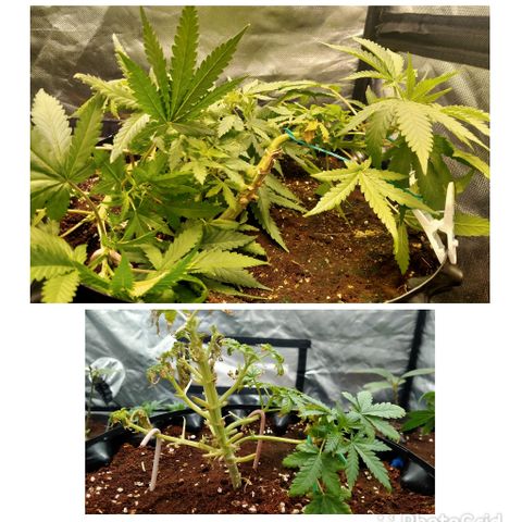 Gorilla Glue Auto No.1 growlog timeline photo