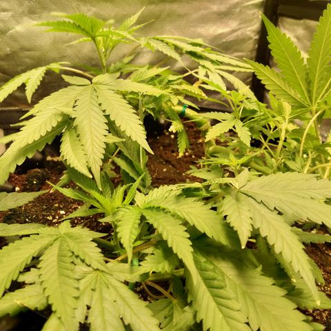 Gorilla Glue Auto No.1 growlog timeline photo